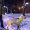 LED Dog Collar USB Rechargeable Adjustable Dog Safety Collar Night Safety Flashing Luminous Light up Collar